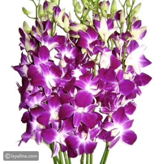 زهور الأوركيد البنفسجية
