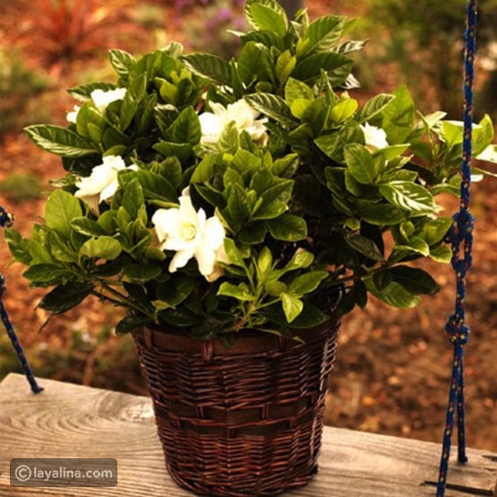 الغاردينيا