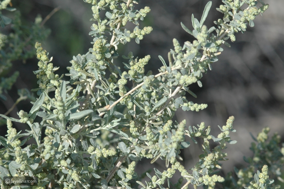 فوائد عشبة القطف الصحية وأبرز أضرارها