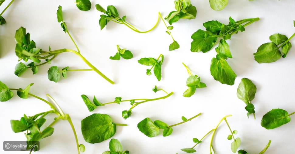 https www layalina com d9 81 d9 88 d8 a7 d8 a6 d8 af d8 a7 d9 84 d8 ac d8 b1 d8 ac d9 8a d8 b1 d8 a7 d9 84 d8 b5 d8 ad d9 8a d8 a9 347361 html