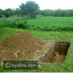 تفسير إهداء الورد في المنام لابن سيرين معلومة ثقافية