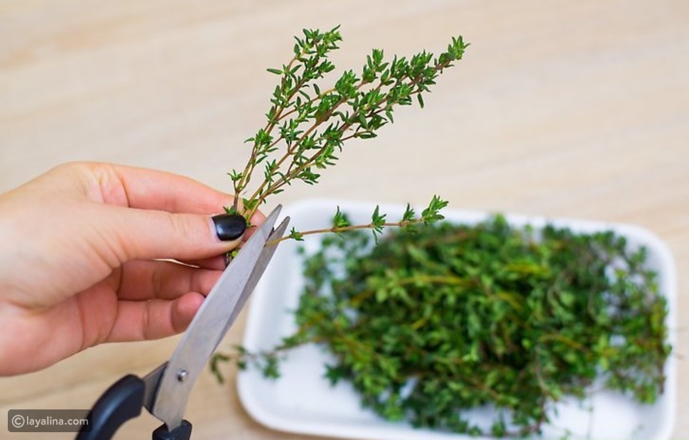 فوائد البردقوش الصحية للجسم ليالينا