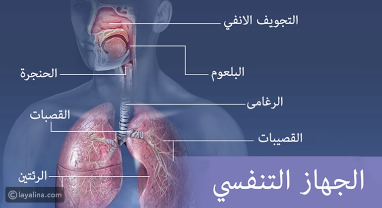 أسرع تركيب الجهاز التنفسي في الانسان