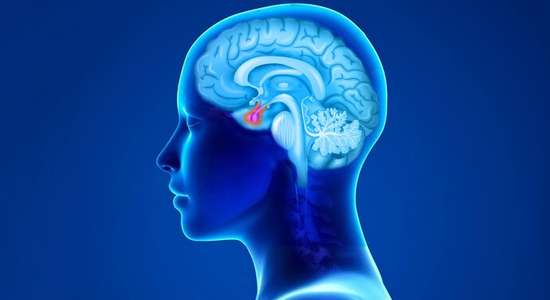 الغدة النخامية وظائفها ودورها في الجسم