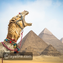 عين الجمل في المنام للعزباء Psy Info